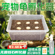 曇蓓漫爬寵種龜?shù)胺趸鳠o菌蛭石守宮蛇蛋蜥蜴孵化盒保濕透氣烏龜孵化箱 【爬寵孵化器】贈噴壺+蛭石+標(biāo)簽 尺寸約19*12*7.5CM 可同時孵化6枚龜?shù)?（產(chǎn)品不含蛋）