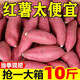 言覺板栗蜜薯10斤紅薯西瓜紅 沙地蜜薯小香薯新鮮現(xiàn)挖湖北地瓜山芋 紅薯 精選5斤大果