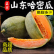 兮柔正宗哈密瓜 西州蜜甜瓜脆甜小蜜瓜新鮮水果現(xiàn)摘整箱 9斤裝（2-5個）凈重8-8.5斤