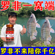羅非餌料黑坑野釣專用免打窩料四季通殺主攻廣東大羅非強(qiáng)力誘食劑 1瓶【多買多送】