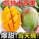 顧果鮮攀枝花凱特芒果9斤當季新鮮熱帶水果大芒果青皮芒現摘整箱 9斤 精選特大果