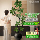 臨雅孟加拉榕樹(shù)客廳綠植高端造型室內(nèi)大型盆栽四季好養(yǎng)圓球盆源頭直發(fā)