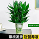 綠有意觀音竹富貴竹水培植物帶根花卉綠植綠蘿室內(nèi)盆栽轉(zhuǎn)運竹子水養(yǎng)好養(yǎng) 帶根觀音竹3棵（簡易杯）+營養(yǎng)液