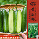 壽禾 水果黃瓜種子苗小青瓜無(wú)刺可盆栽菜籽 濰豐蒂娜2號黃瓜種子60粒