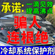 冷卻系統(tǒng)保護(hù)劑汽車發(fā)動機(jī)保護(hù)液防高溫降溫還原劑貨車水箱清洗劑 一瓶