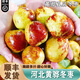 南步河北黃驊脆冬棗【順豐】孔店特產(chǎn)冰糖青棗脆甜大棗子冬棗新鮮水果 5斤 精選超大果【約20顆/斤】