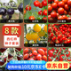 花沃里8款西紅柿種子大全 蔬菜種子陽臺花盆栽小番茄黑鉆石紫珍珠大番茄