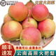 桃西村云南火把梨 【順豐速發(fā)】高原冬紅肖梨彩虹早酥梨沙蘋(píng)果新鮮水果 10斤精選果【單果約100g】