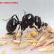 工匠收獲蟻Mstructor 寵物螞蟻蟻后群禮物 1后+10-15工（+種子）