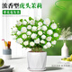 臨雅虎頭茉莉花盆栽老樁室內花卉陽(yáng)臺花苗綠植物好養配白菱盆源頭直發(fā)