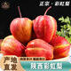 南步陜西彩虹梨 渭南彩紅梨香梨彩皮梨早酥蜜梨七彩紅皮梨子新鮮水果 精選5斤 大果【約13-16枚】