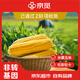 京覓【內蒙優(yōu)質(zhì)】黑土地水果玉米8穗單穗270g起非轉基因輕食 源頭直發(fā)