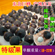 遼南巨峰葡萄新鮮孕婦水果當季現摘水果當季農家大葡萄一整箱批發(fā) 5斤超特果-稀缺尖貨