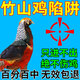 OIMG山雞抓捕器竹山雞陷阱捉神器收信鴿子兔貓野外新款防銹全自動捕 60長40寬26高【兩門丨選購率45%