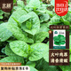 北蔬 大葉木耳菜種子苗圓葉秋季種盆栽青菜蔬菜種籽 木耳菜種子10g
