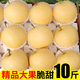 星派果（XINGPAIGUO）正宗河北皇冠梨10斤當季皮薄新鮮脆甜多汁小花皮脆梨酥梨雪花梨 皇冠梨    精選5斤