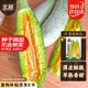 北蔬 羊角蜜甜瓜種子苗早熟酥脆香甜瓜水果籽 羊角蜜甜瓜種子約200粒