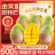 山姆大叔凱特芒果攀枝花芒果【送貨上門】新鮮中秋節(jié)貴妃芒水果禮盒送禮 御品老樹(shù)果｜400g+【甜爆了】 5斤裝【爆款主推-80%買】?jī)?.5斤