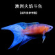 中國斗魚(yú)觀(guān)賞斗魚(yú)活體耐養好養奧火冷水魚(yú)好養耐活天使魚(yú)孔雀魚(yú) 澳火公6-7公分，母4公分一對