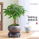 花財主大型植物 辮子發(fā)財樹綠蘿綠植 各種大盆栽吸甲醛盆栽開業(yè)喬遷慶典 辮子發(fā)財樹30-50厘米 不含盆