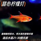 紅綠燈寶蓮燈黑尾大勾噴火燈觀(guān)賞魚(yú)小型熱帶魚(yú)群游包郵好養 1.8-2cm甜心檸檬2條