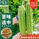 壽禾 苦瓜種子種苗油綠微苦菜瓜秋季蔬菜種籽 濰育壽苦1號(hào)苦瓜種子10g