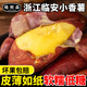 啃鮮森  臨安天目山小香薯  【產(chǎn)地直發(fā)】 香甜軟糯 現挖現發(fā) 天目山香薯 2.5斤 單果30-100g
