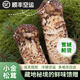 北森南嶼小金縣松茸菌未開(kāi)傘新鮮松茸鮮菌菇冷鏈空運(yùn)多地次日達(dá)團(tuán)購(gòu)送禮 未開(kāi)傘5-6cm凈重 500g