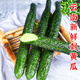 新鮮帶刺黃瓜當(dāng)季現(xiàn)摘5斤新鮮黃瓜農(nóng)家自種蔬菜小青瓜帶刺長黃瓜 現(xiàn)摘新鮮黃瓜 5斤
