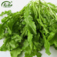 壽禾 大葉薺薺菜種子地菜香薺小葉草菱角秋冬季四季陽(yáng)臺壽光蔬菜菜籽 大葉四季薺菜種子 10g裝