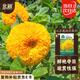 北蔬 向日葵種子苗盆栽觀賞陽臺(tái)庭院種植花卉 玩具熊向日葵種子30粒