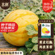 北蔬 金玲瓏西瓜種子種苗黃皮紅肉西瓜水果種籽 金玲瓏西瓜種子約20粒