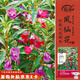 壽禾 鳳仙花種子苗指甲花四季種植花卉種籽 中國鳳仙種子(混色)1000粒