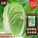 北蔬 夏陽白菜種子苗秋種大白菜菜種籽 華良熱王45白菜種子5g約1600粒