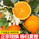 灃御園正宗湖北秭歸夏橙 酸甜橙榨汁專(zhuān)用甜橙當季時(shí)令水果新鮮 5斤小果嘗鮮果徑約55-60mm