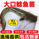 四川大口鯰魚(yú)苗淡水養殖食用活體河鯰土鯰魚(yú)二須鯰肉食塘鲺鯰魚(yú)苗 13-17厘米大口鯰魚(yú)贈送10% 5條