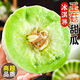 采緹甘肅玉菇甜瓜 冰淇淋甜瓜當季時令水果新鮮現(xiàn)摘整箱 凈重4.5-5斤【2-3個裝】