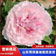 牡丹花苗帶花苞耐寒易活盆栽庭院陽(yáng)臺重瓣大花苗觀(guān)賞牡丹花卉綠植 雪映桃花5-8枝【送肥料】基地直發(fā)