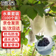 花沃里水果套袋100個(gè)高檔無紡葡萄套袋防鳥防蟲網(wǎng)袋瓜果保護(hù)袋透氣網(wǎng)