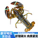 海掏掏【活鮮】波士頓龍蝦波龍 順豐發(fā)貨 包活到家 不活包賠 2-2.2斤