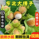 【順豐】新鮮東北榛子 野生大榛子水仁水瓤青皮堅果  新鮮水果 5斤【帶綠皮】送鉗子 鮮嫩清甜