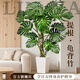 臨雅特級龜背竹客廳大盆栽老樁大葉室內大型落地綠植物高級感盆景好養 【旗艦款】提根龜背竹1.1-1.3m+小白梯盆