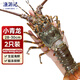 漁游記印尼小青龍蝦 1.2-1.6斤/2只 超大龍蝦 花龍海鮮水產(chǎn)大蝦蝦類(lèi)