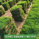 帶土草皮真草別墅庭院綠化工程用草臺(tái)灣草馬尼拉四季青易活耐踩踏 【高密度好打理】臺(tái)灣草塊一捆0.5平方