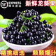 千園九味【順豐到家】四川新鮮龍葵果黑天天黑悠悠果黑星星果特色水果兒時 優(yōu)選凈重500g品鮮裝