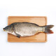  鮮活大鯉魚1-1.25kg/條