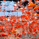 西洲曲金魚觀賞魚活魚魚苗冷水魚小型魚淡水魚好養(yǎng)耐活新手魚闖缸飼料魚 3-5cm草金魚10條送2條備損送魚食