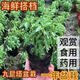 九層塔盆栽食用主廚房食用九層塔潮汕金不換盆栽羅勒植物香料甜羅 一年苗 不帶盆泥球發(fā)貨