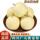 桃西村廣元蒼溪黃金梨【老品種】四川特產(chǎn)黃皮翠冠梨黃金梨新鮮水果禮盒 9斤 精選超大果【單果350g+】