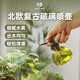 沃施（WORTH）玻璃噴壺北歐復古小噴壺家用多肉澆花神器霧化噴瓶消毒噴壺器園藝 250ml軍綠色玻璃噴瓶